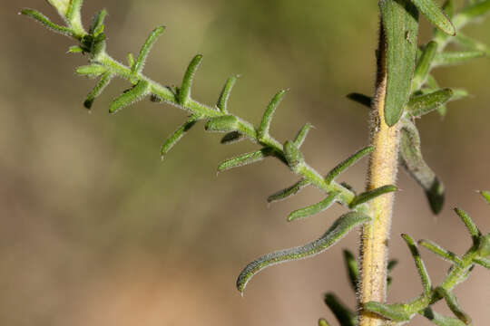 صورة Symphyotrichum ericoides (L.) G. L. Nesom