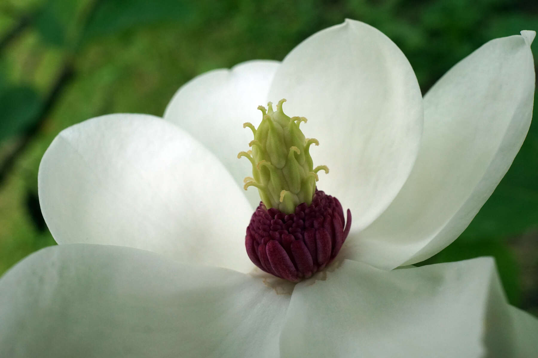 Image of Magnolia sieboldii K. Koch