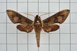 Image of Rhagastis binoculata Matsumura 1909