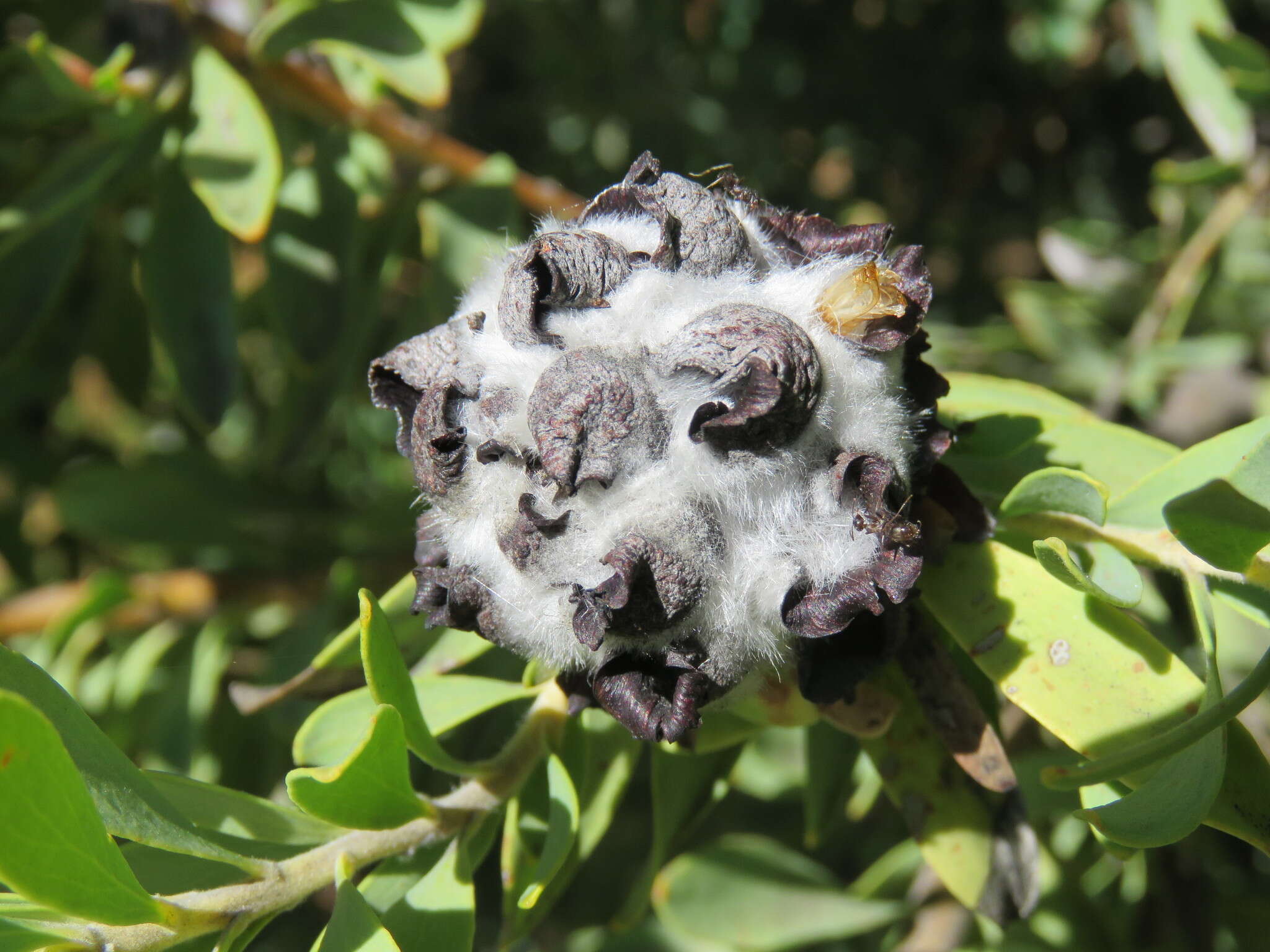 Image of grey conebush