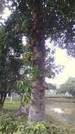 Image of Cannonball Tree