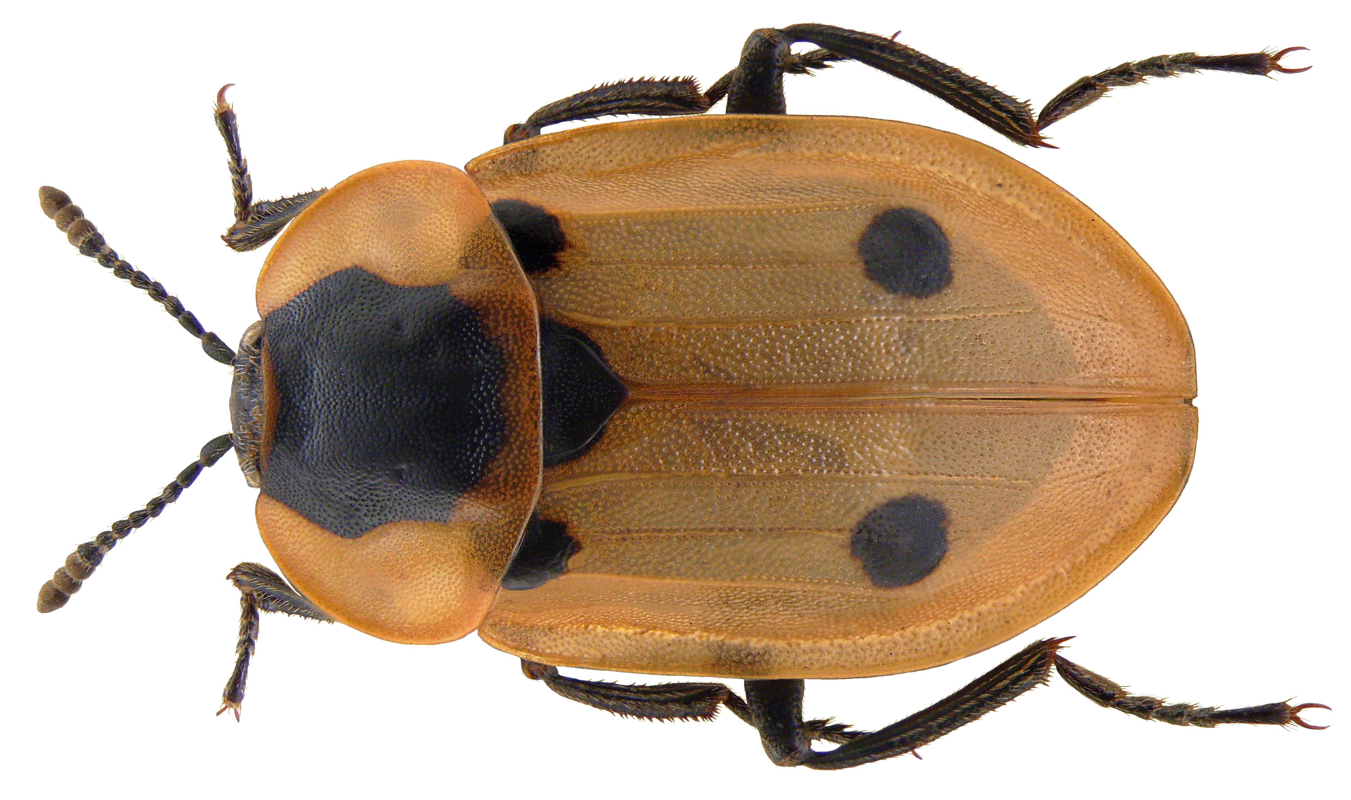 Image of Dendroxena quadrimaculata (Scopoli 1771)