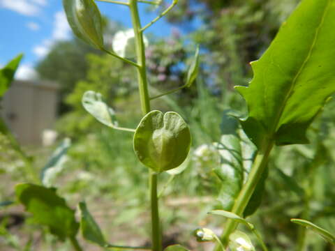 Image of field pennycress