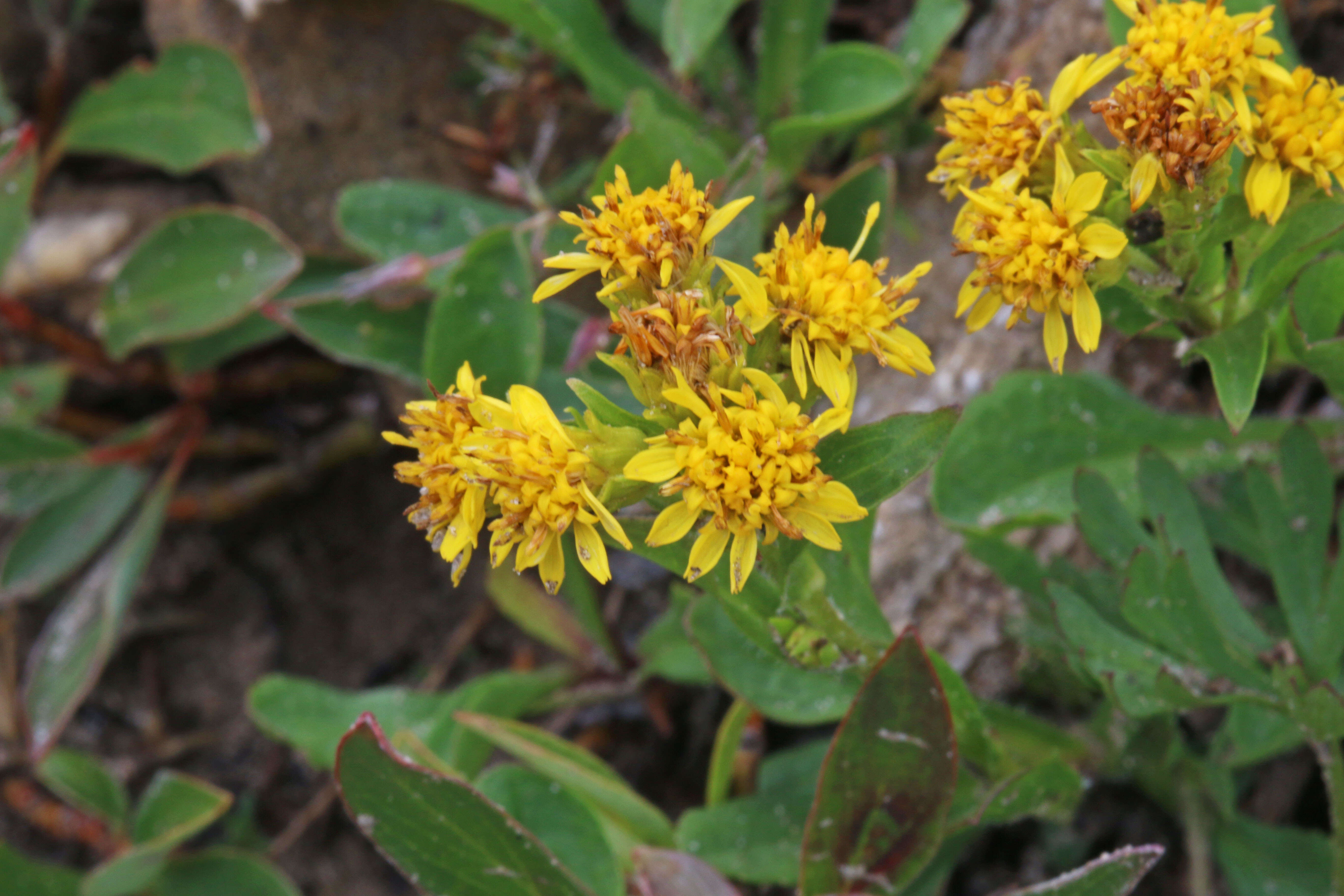 Image of Rocky Mountain goldenrod