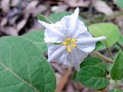 Image of Solanum densevestitum F. Müll. ex Benth.