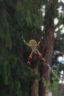 Image of Silver Argiope