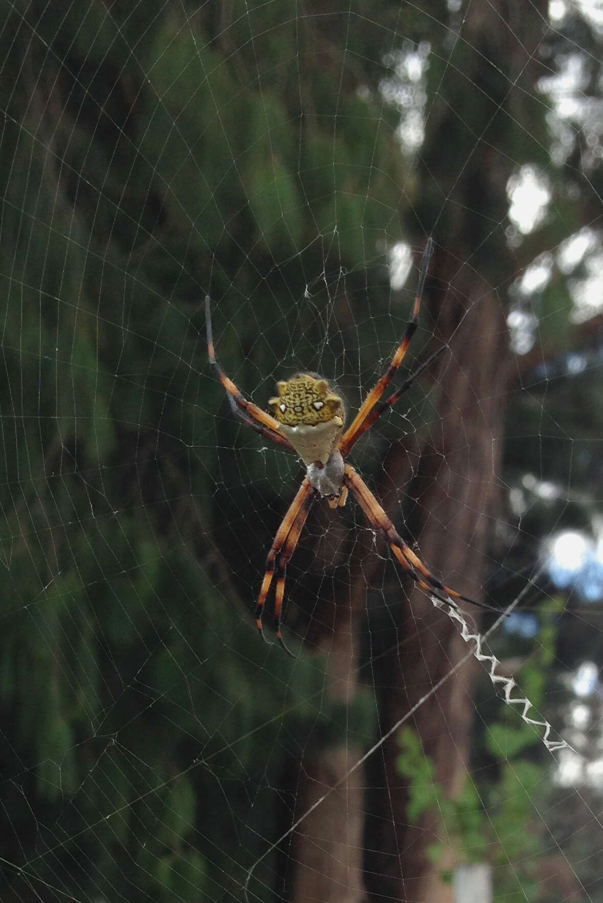 Image of Silver Argiope