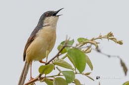 Image of Ashy Prinia