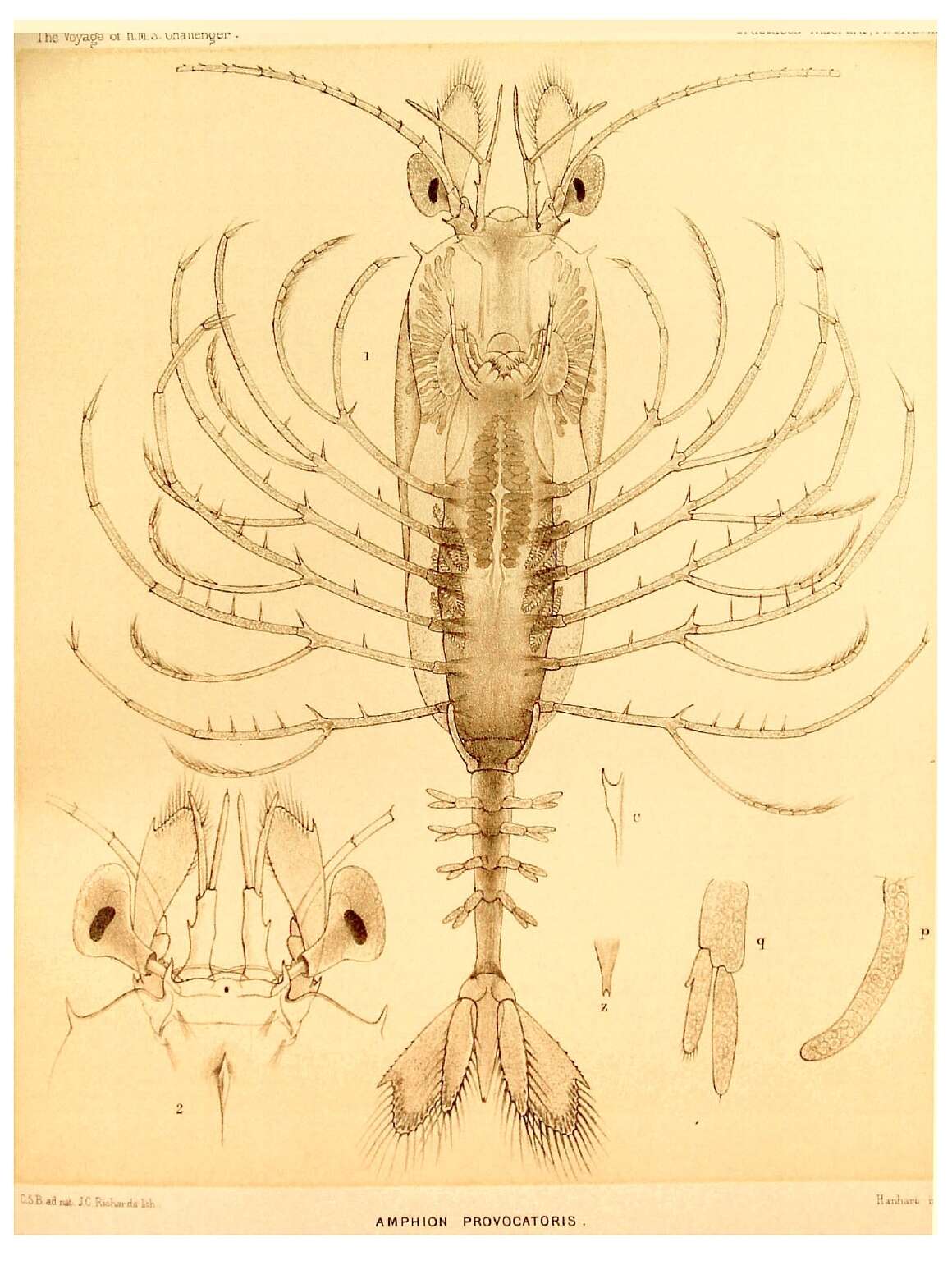 Image de Amphionides reynaudii (H. Milne Edwards 1833)