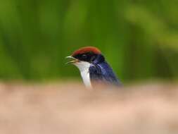 Hirundo smithii Leach 1818 resmi