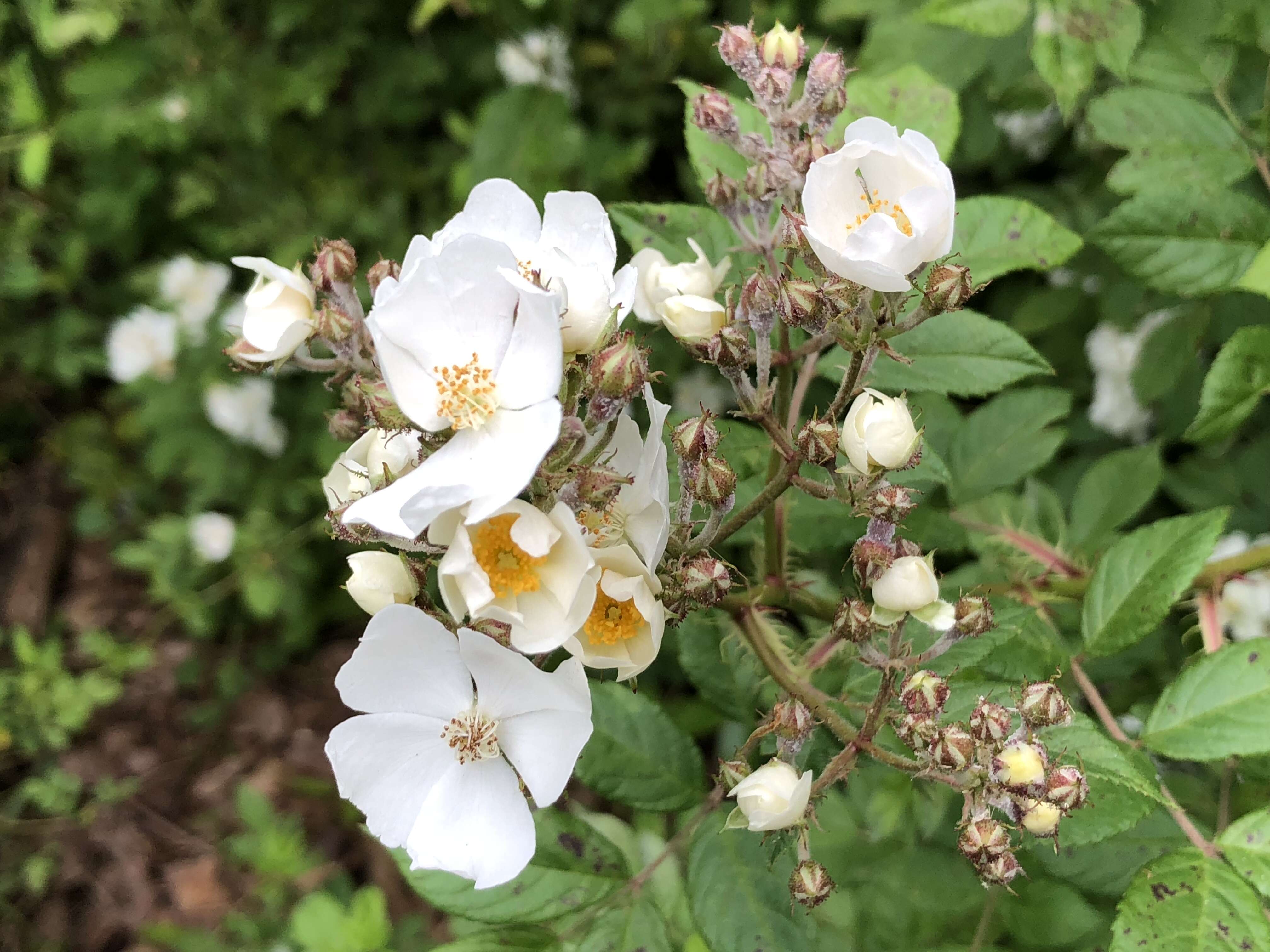 Image de Rosa multiflora Thunb.