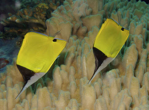 Image of Longnose butterflyfishes