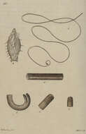 Image of Gordius aquaticus Linnaeus 1758