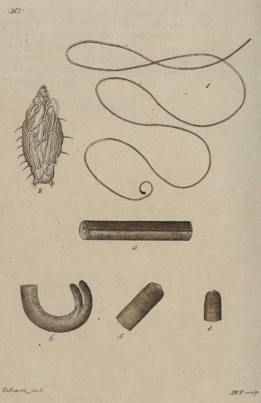 Image of Gordius aquaticus Linnaeus 1758