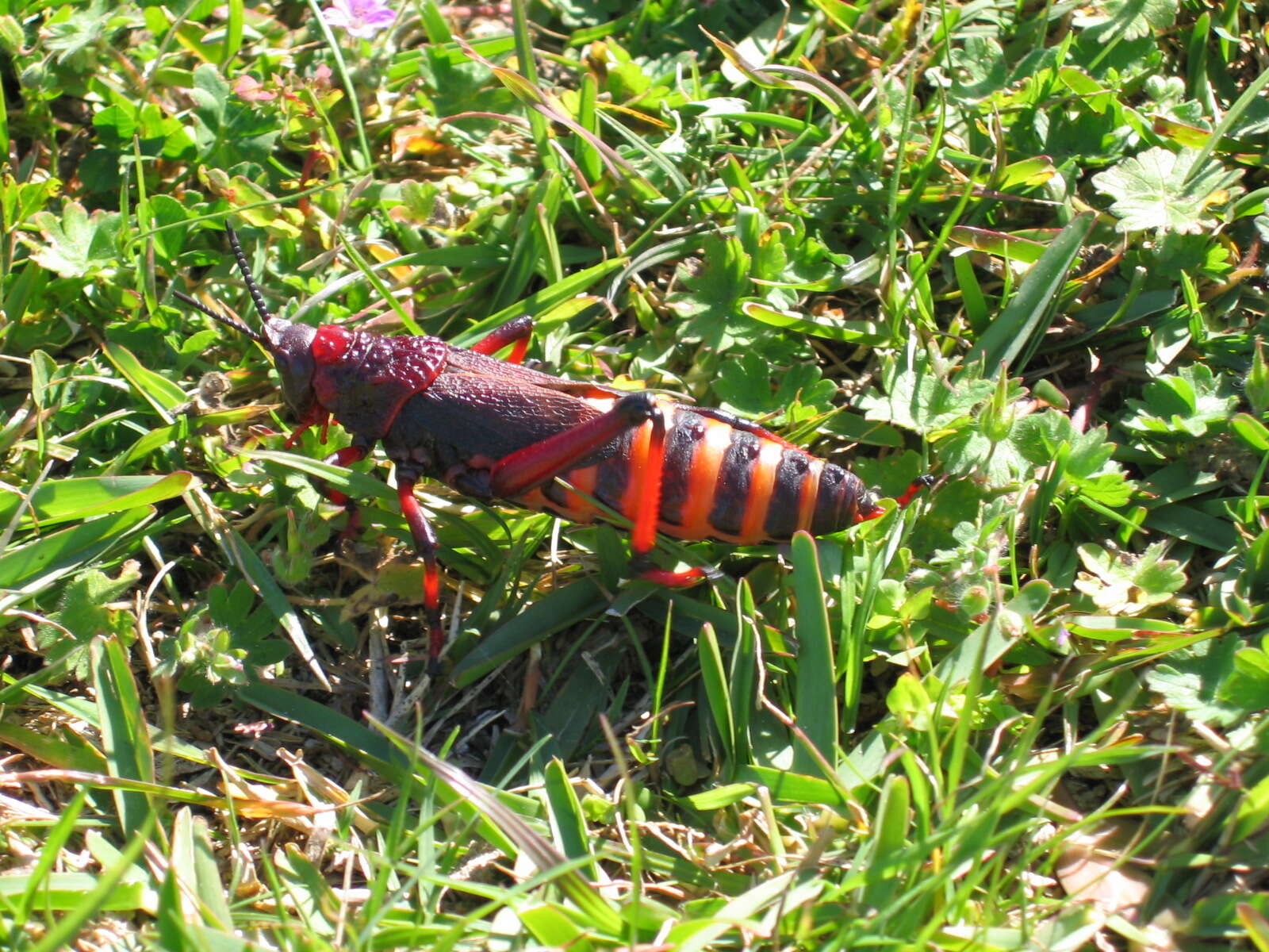 Image of Dictyophorus