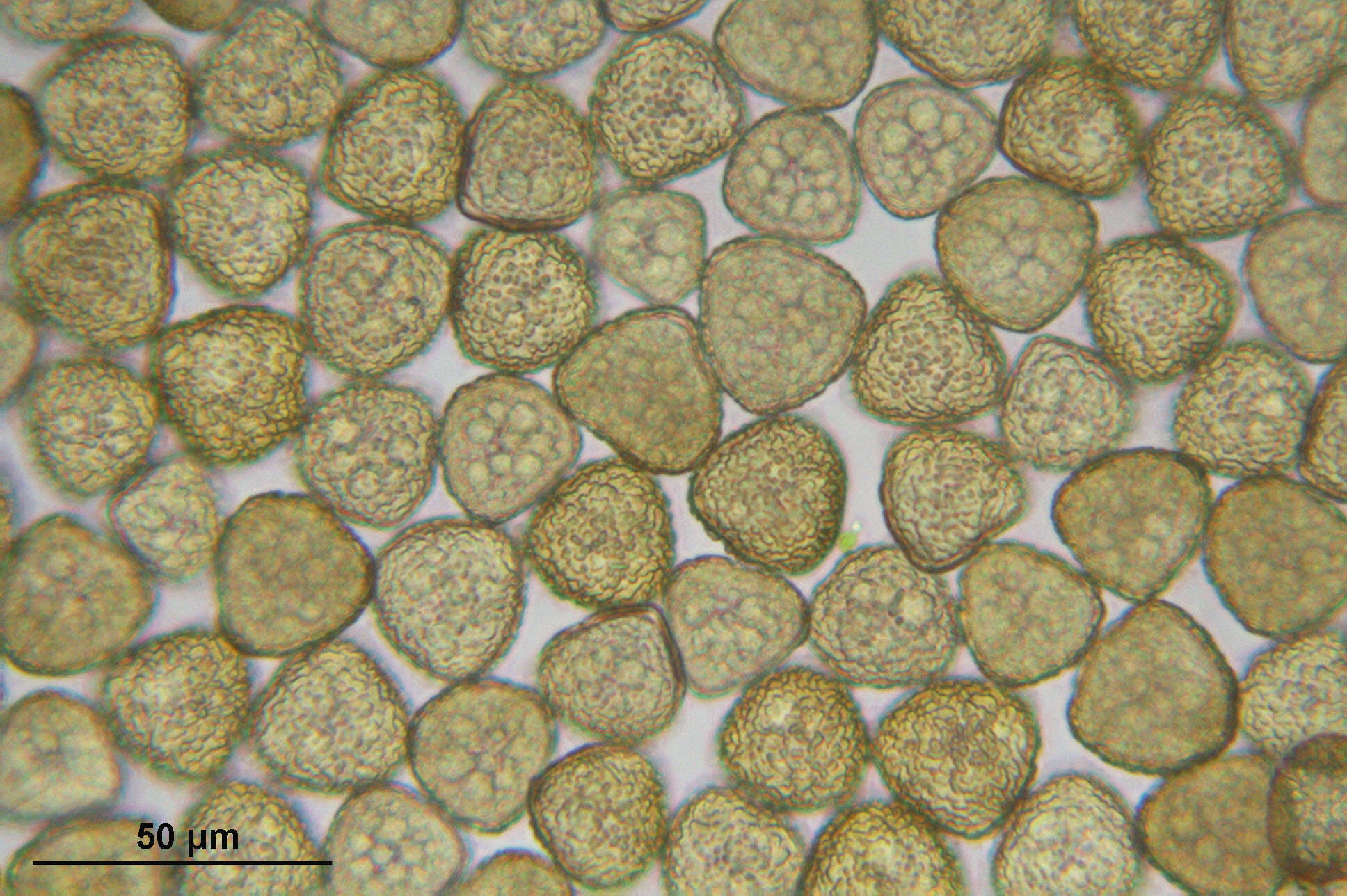 Image of Ciliate Hedwigia Moss