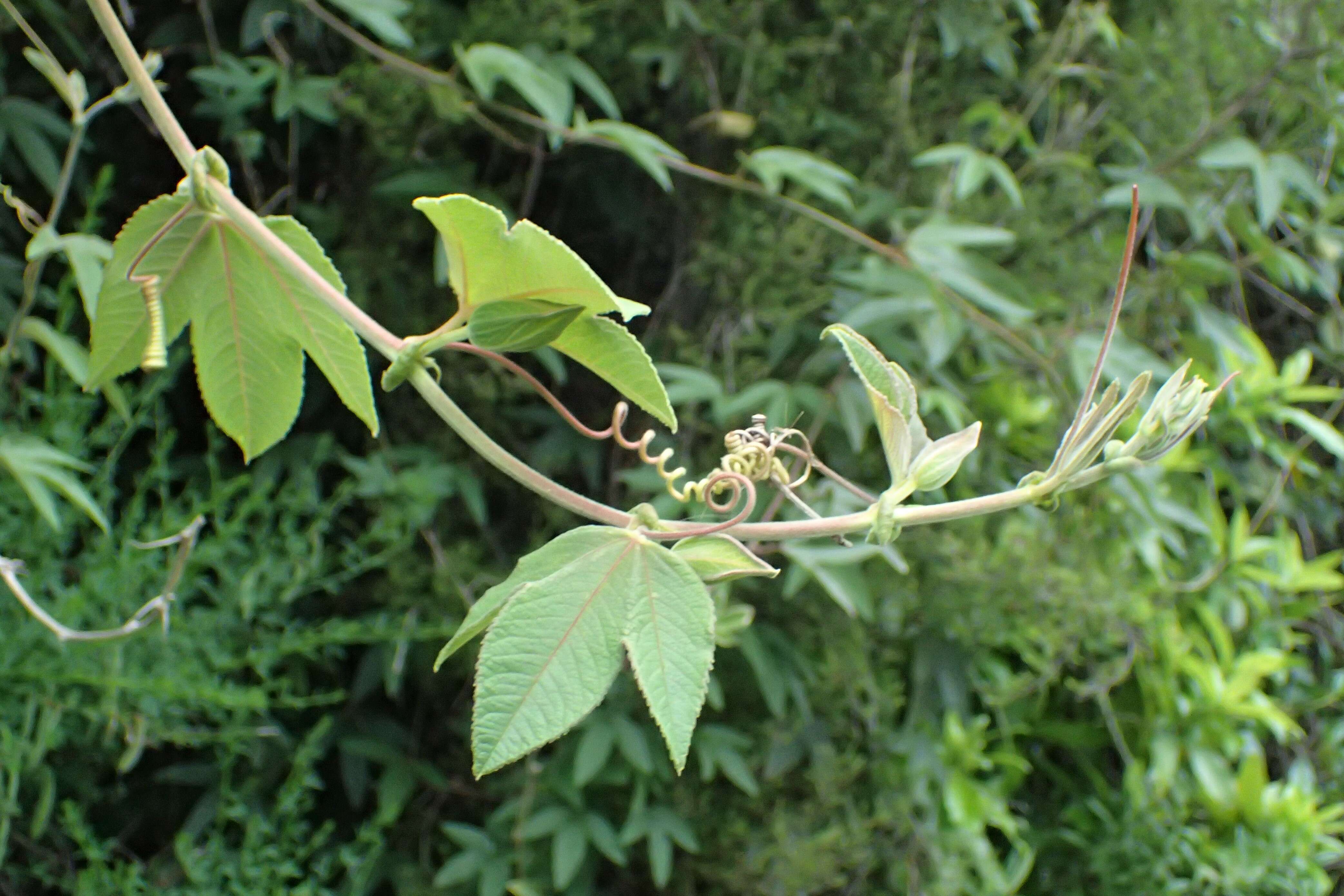 Imagem de Passiflora tripartita (A. Juss.) Poiret