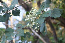 Image of Kydia calycina Roxb.