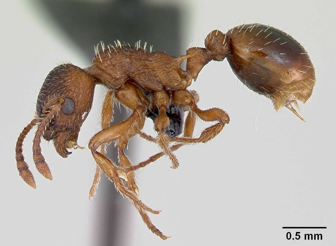 Image of Myrmica rugulosa Nylander 1849