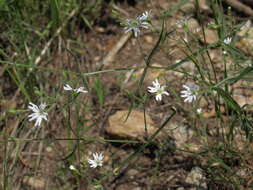 Image of tuber starwort