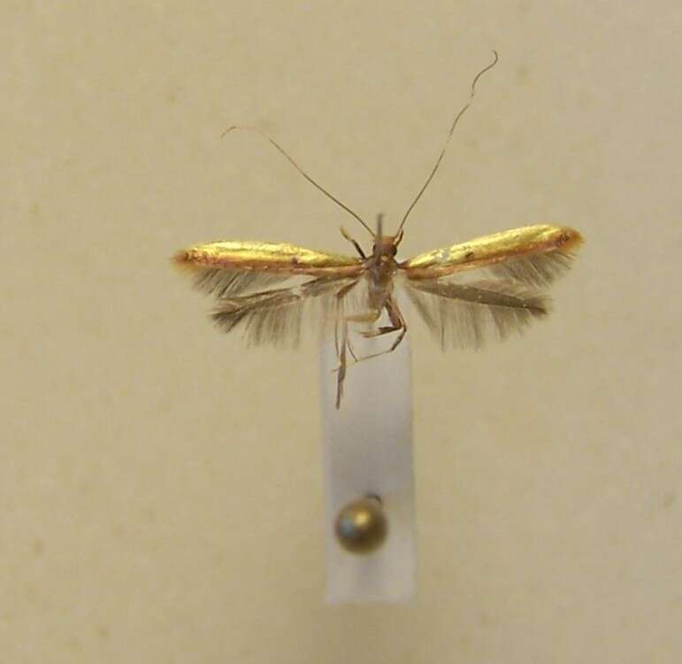 Imagem de Caloptilia chrysitis (Felder & Rogenhofer 1875)