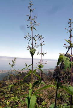 Sivun Scrophularia scorodonia L. kuva