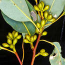 Image of Eucalyptus grisea L. A. S. Johnson & K. D. Hill