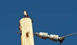 Image of Northern Mockingbird