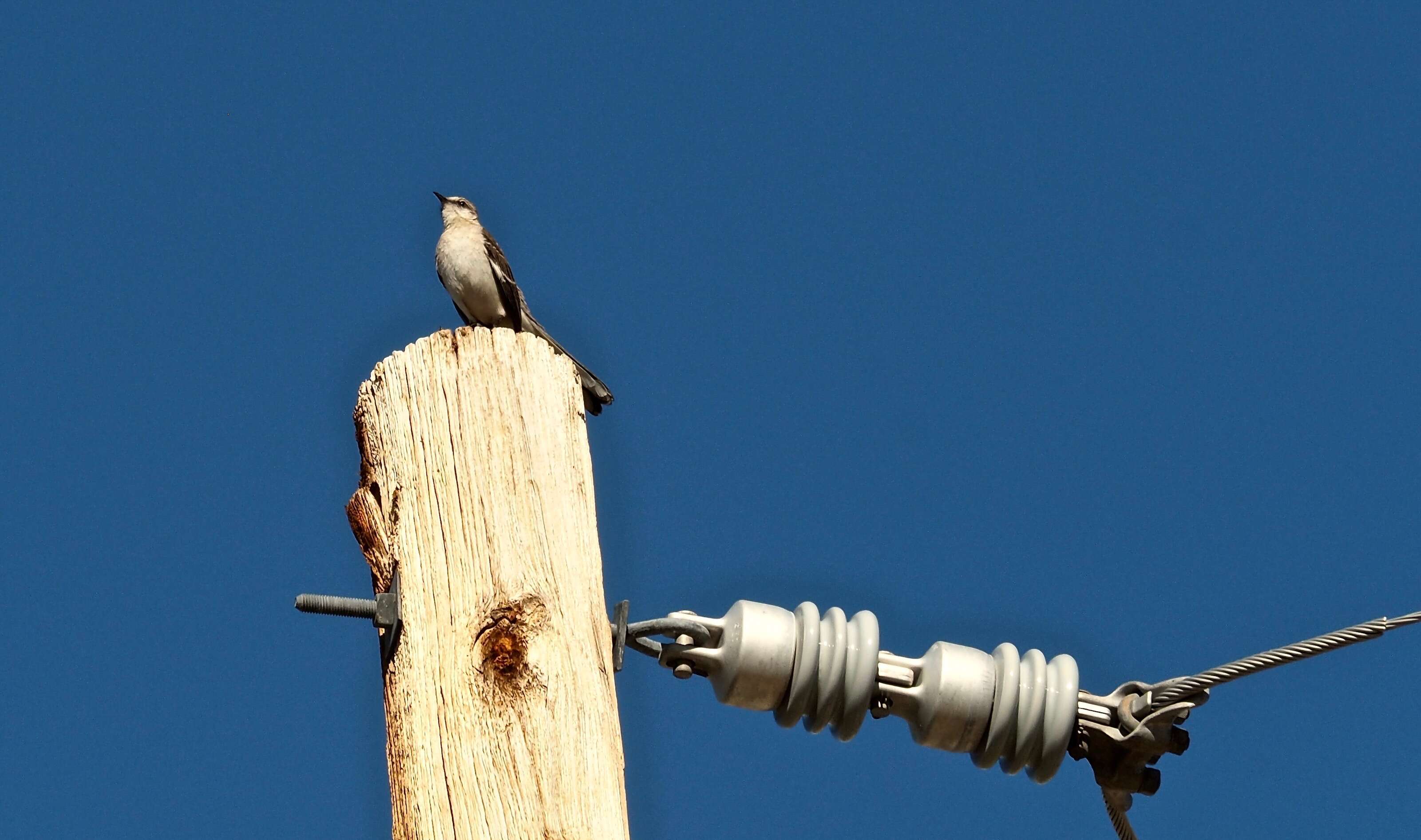 Image of Northern Mockingbird