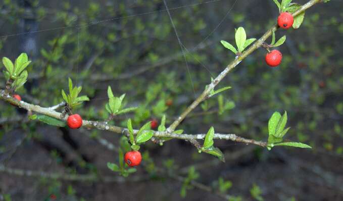 Imagem de Ilex myrtifolia Lam.