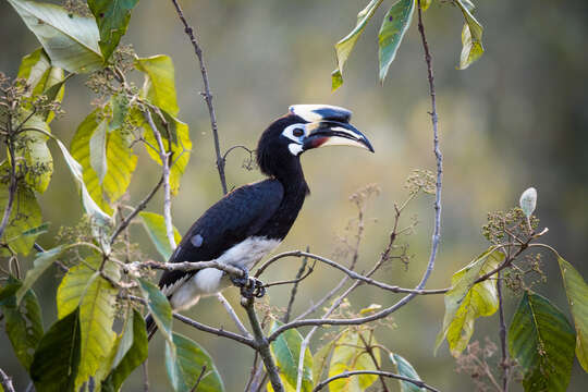 Image of Oriental Pied Hornbill