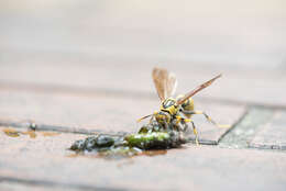 Image of Polistes rothneyi Cameron 1900