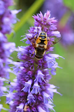 Image de <i>Eristalis horticola</i>