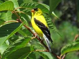 Image of American Goldfinch