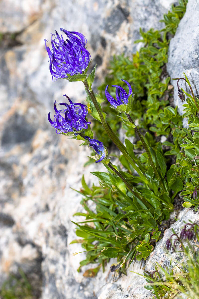 Image of Horned Rampion