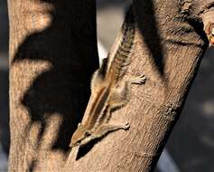 Image of Indian palm squirrel