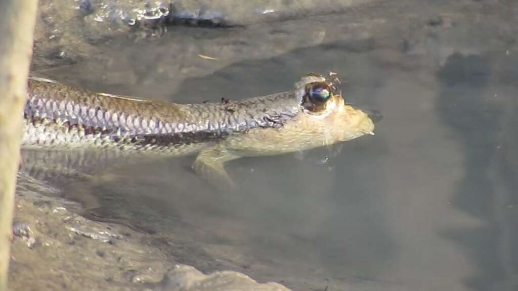 Слика од Periophthalmodon freycineti (Quoy & Gaimard 1824)