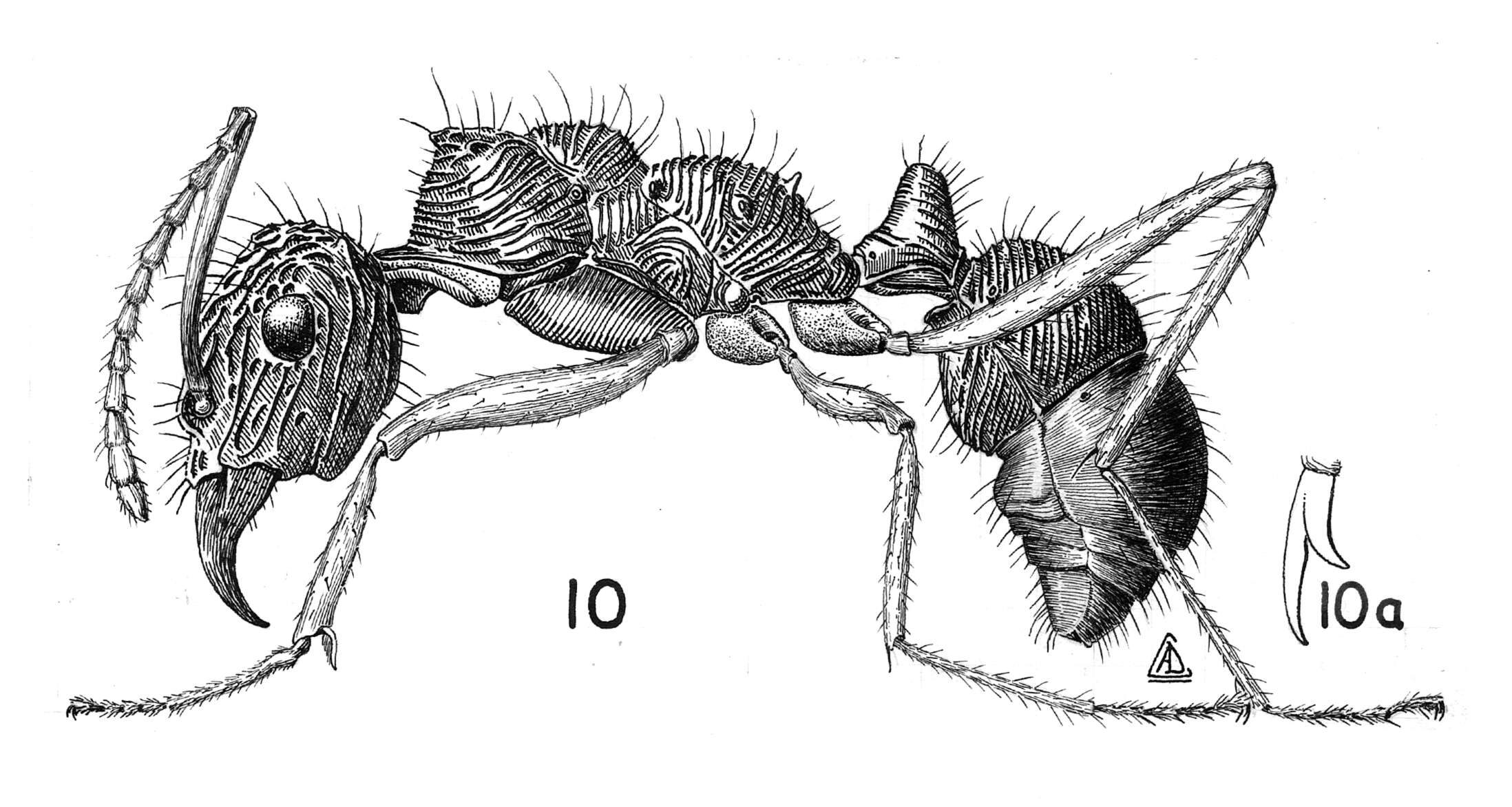 Ectatomma tuberculatum (Olivier 1792)的圖片