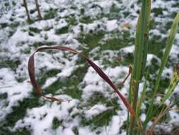 Image of Barley yellow dwarf virus