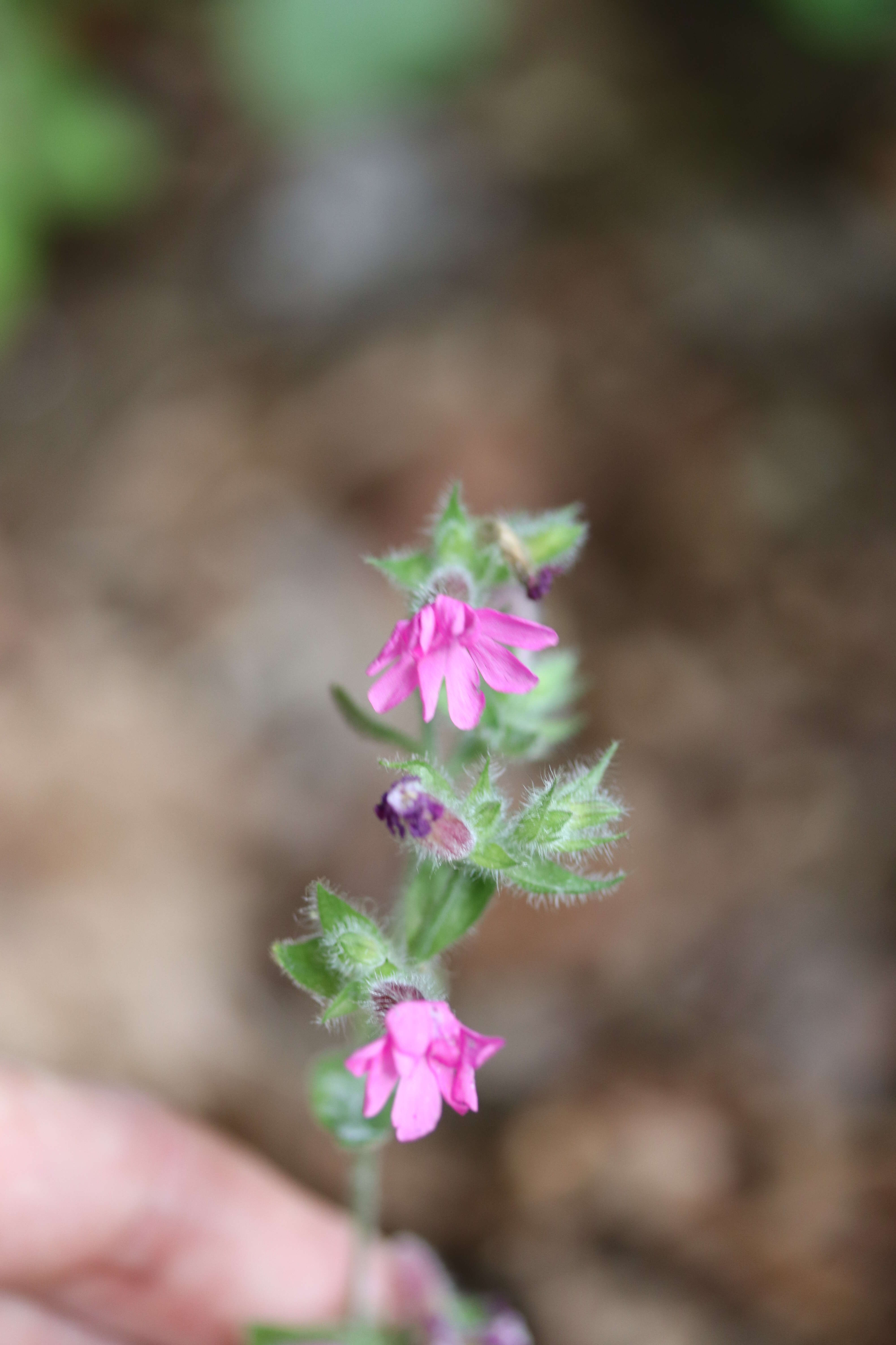 صورة Silene dioica (L.) Clairv.