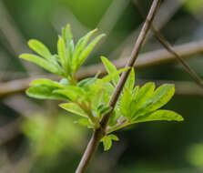 Image of Chaste Tree