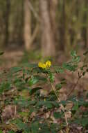 Image of Hollyleaved barberry