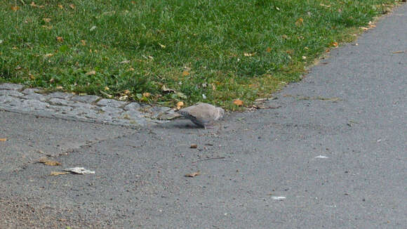 Image of Collared Dove