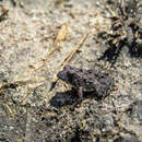 Image of Bolivian Swamp Frog