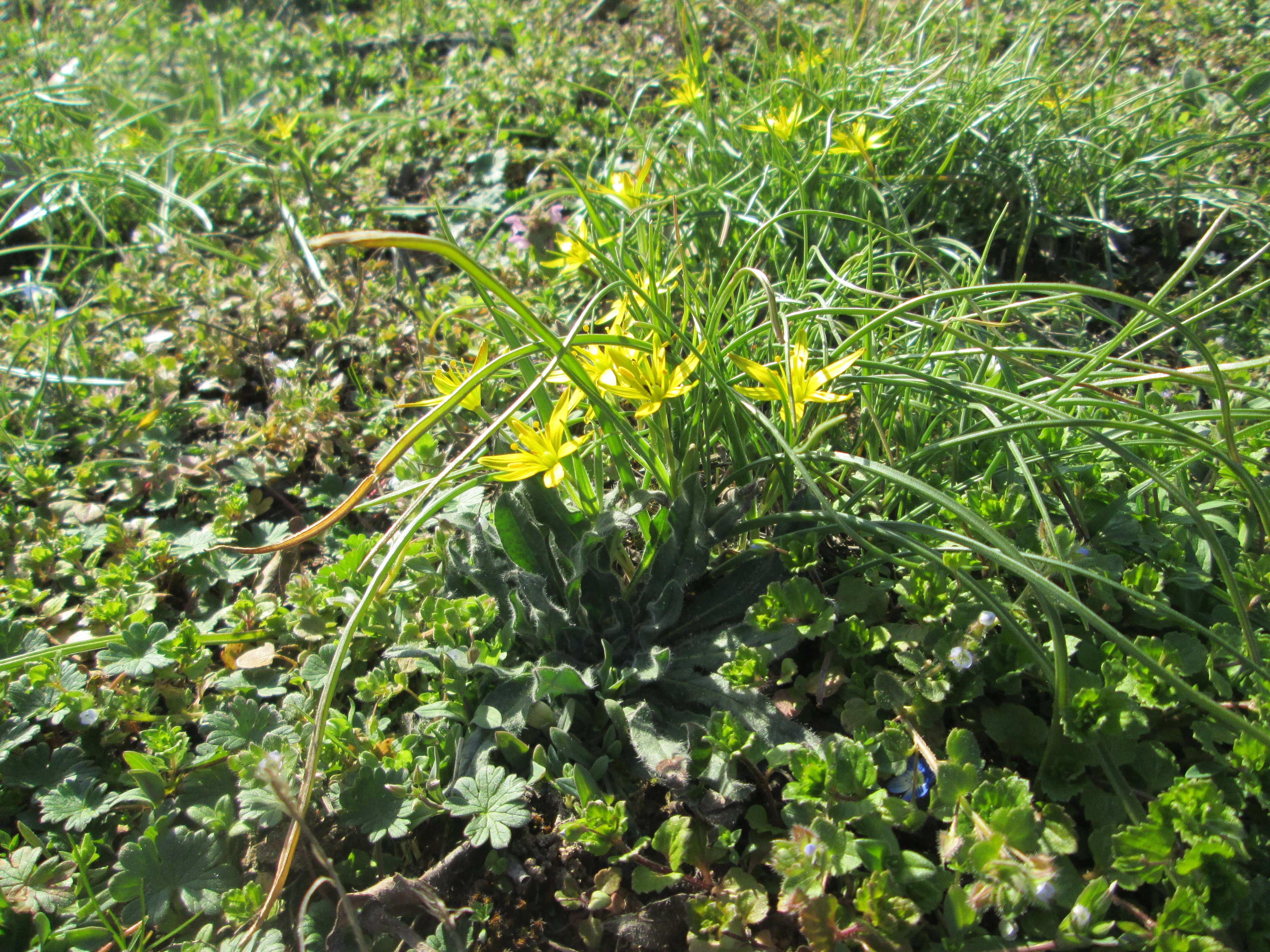 Image of field star-of-bethlehem