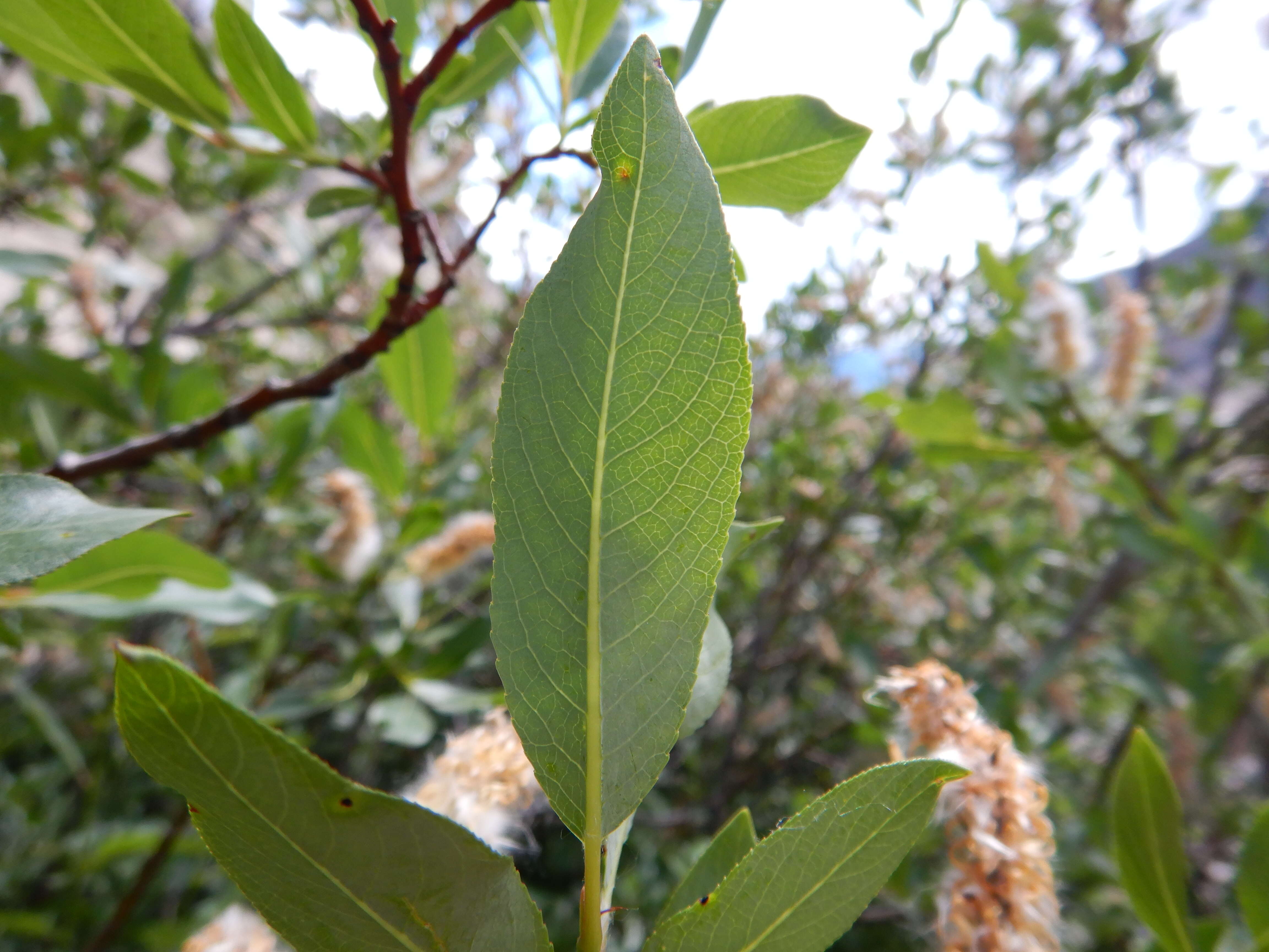 Image of Missouri River willow