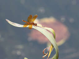 Image of Eastern Amberwing