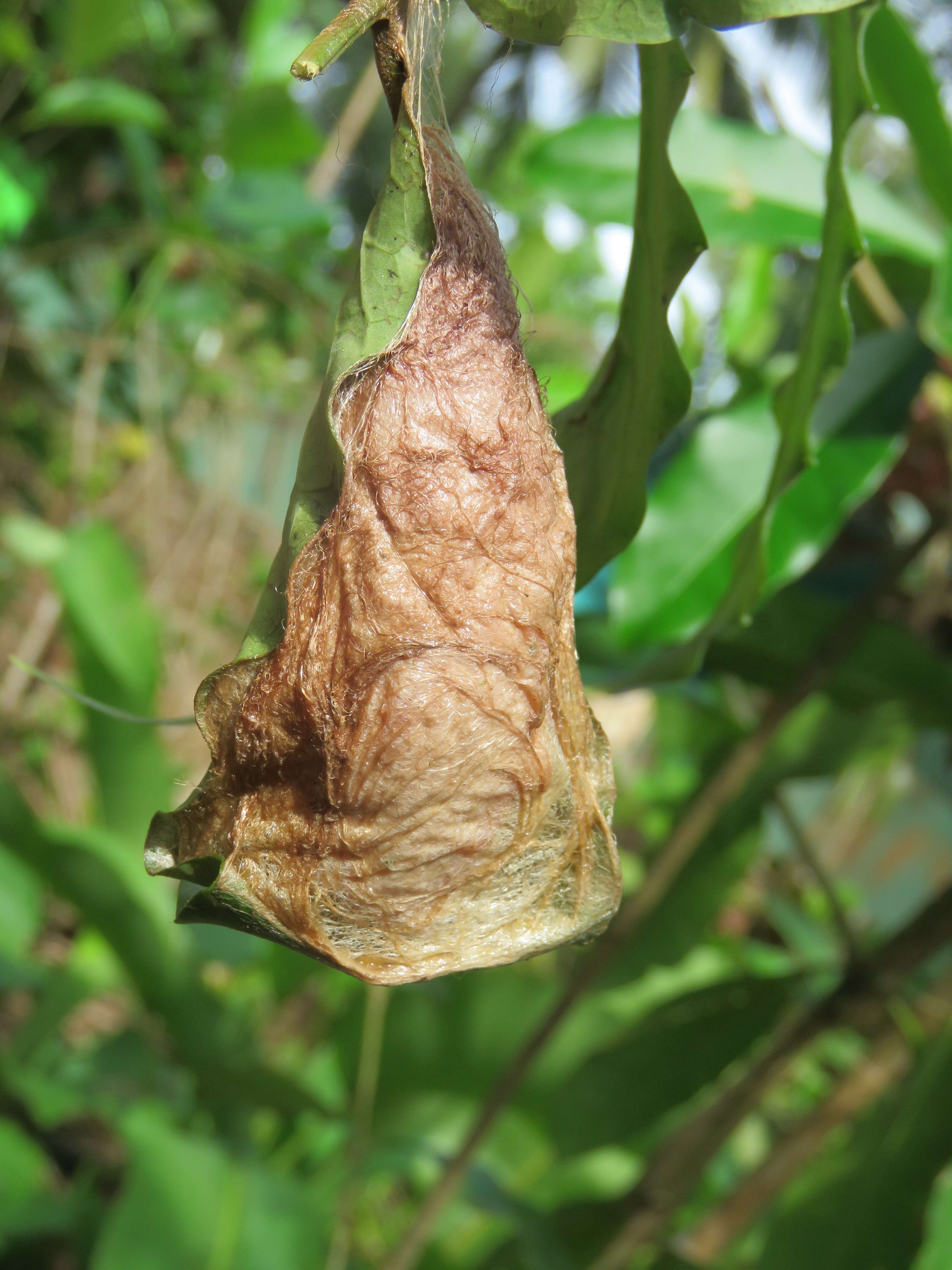 Image of Zanthoxylum rhetsa (Roxb.) DC.