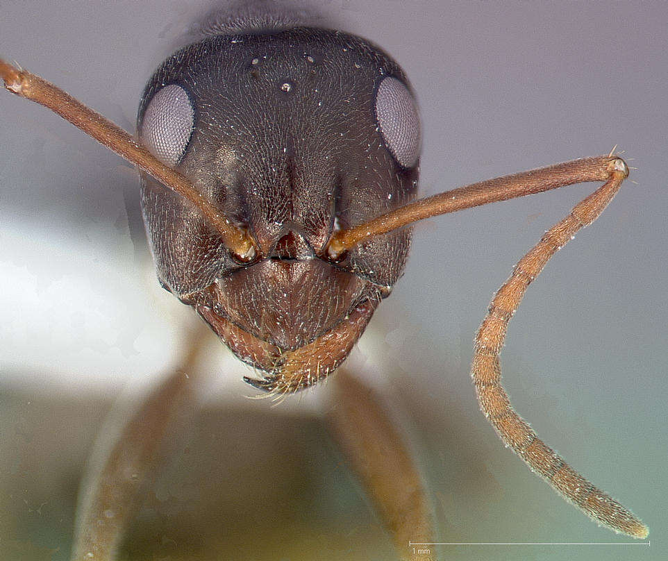 Слика од Formica microphthalma Francoeur 1973