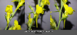 Image of broomleaf toadflax